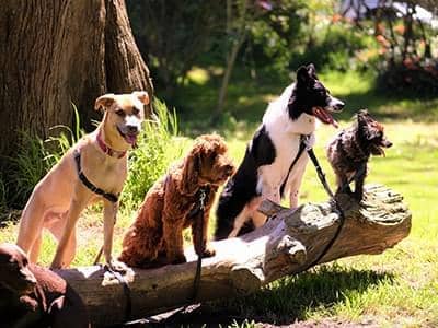 5 Interesting Viral Videos article thumbnail
