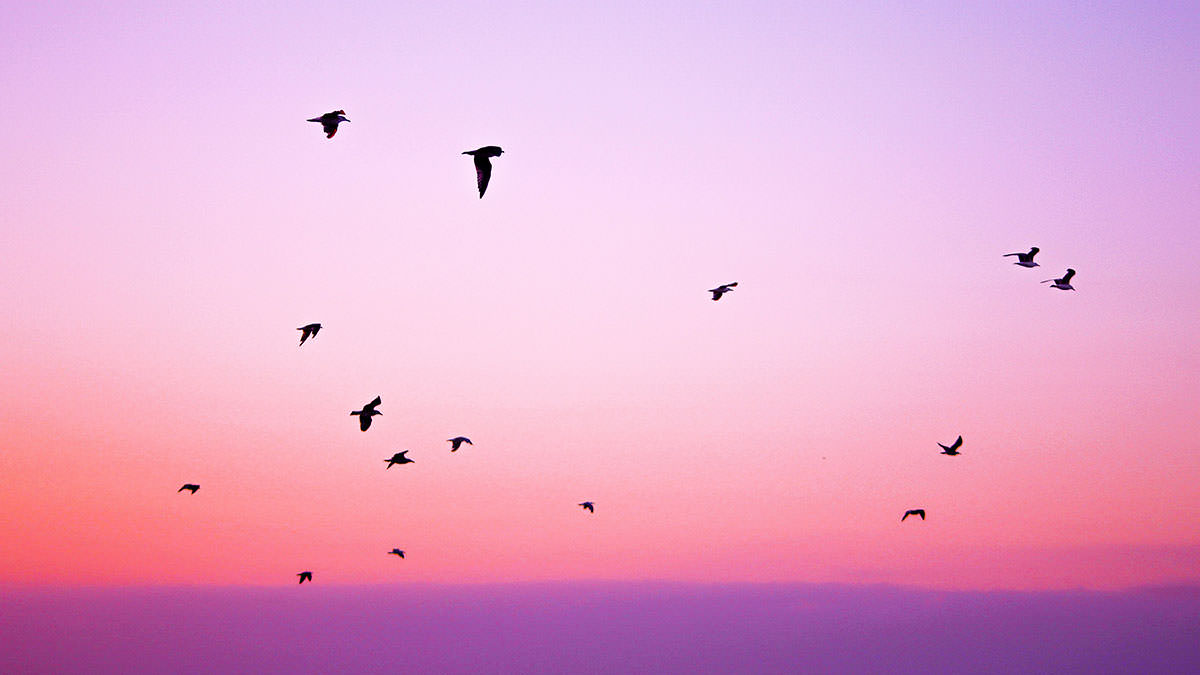 Flock of birds in foggy distance