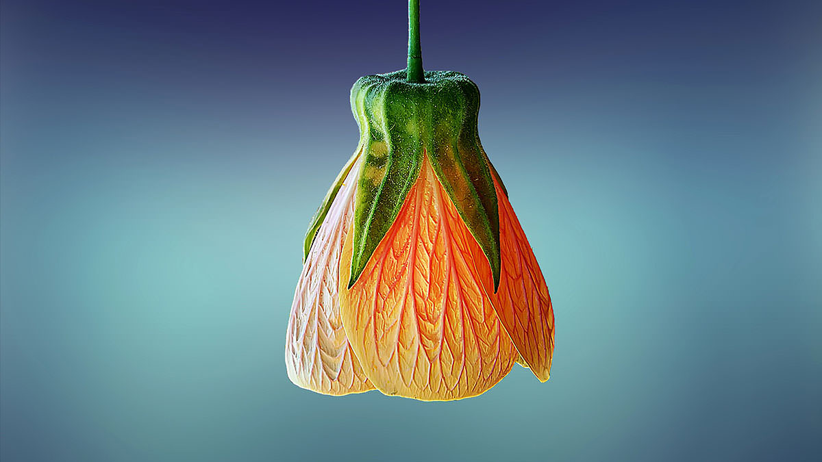 Close-up of a blooming flower
