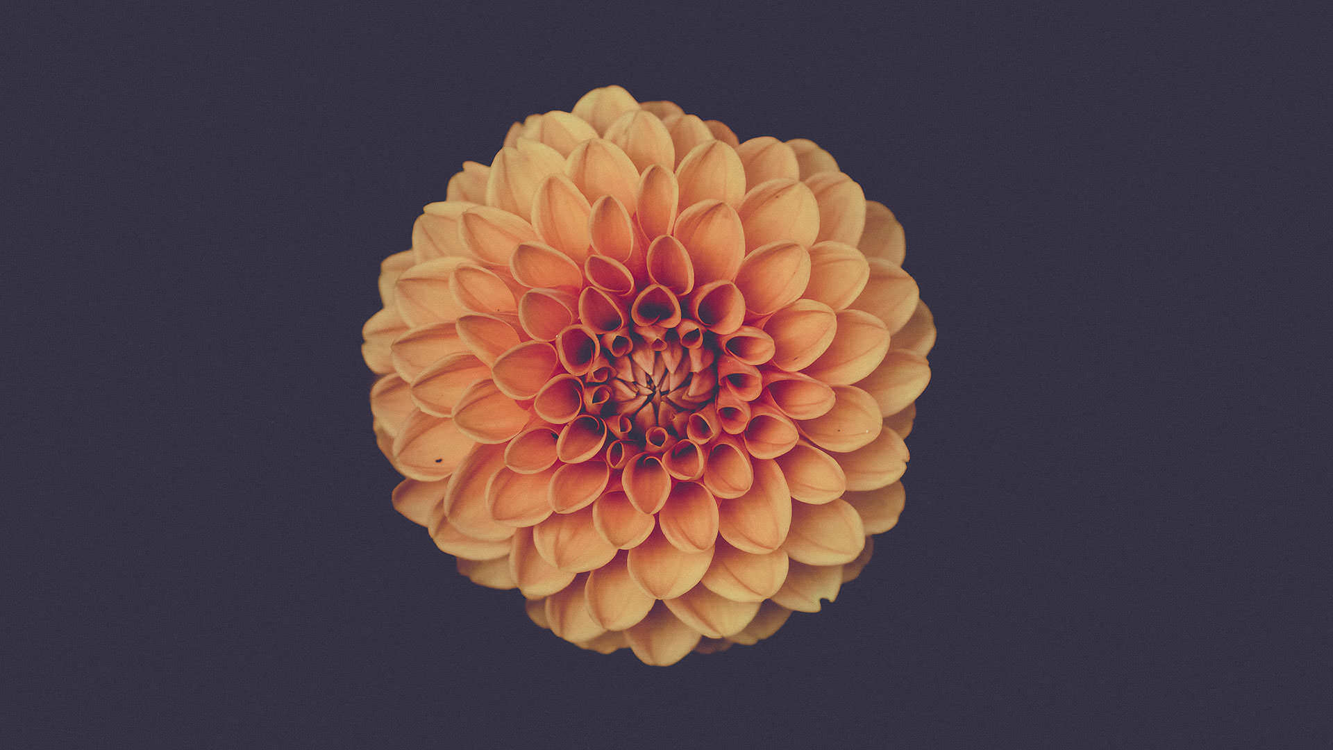 Fractals in Nature project slide