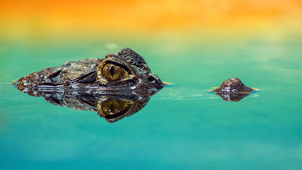 Crocodile lurking in dark water