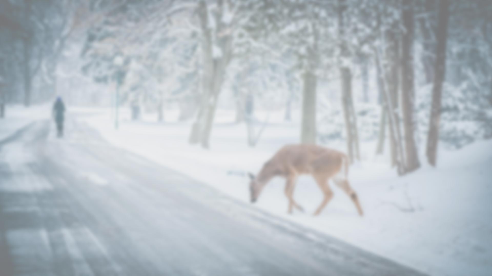 Light themed Christmas deer slide background