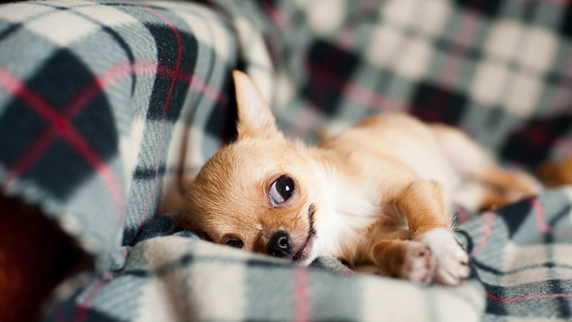 Lazy Dog photography slide