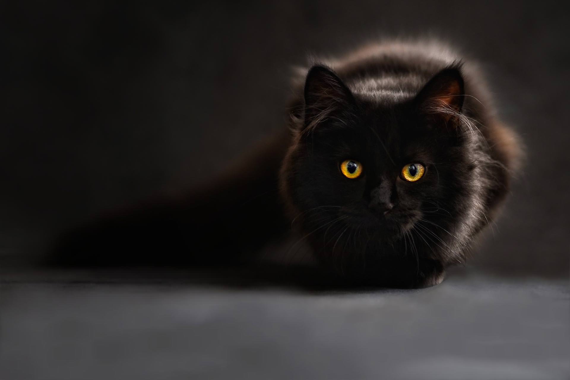 Fluffy Cat photography slide