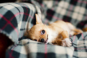 Lazy Dog photography thumbnail