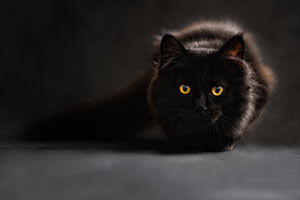 Fluffy Cat photography thumbnail