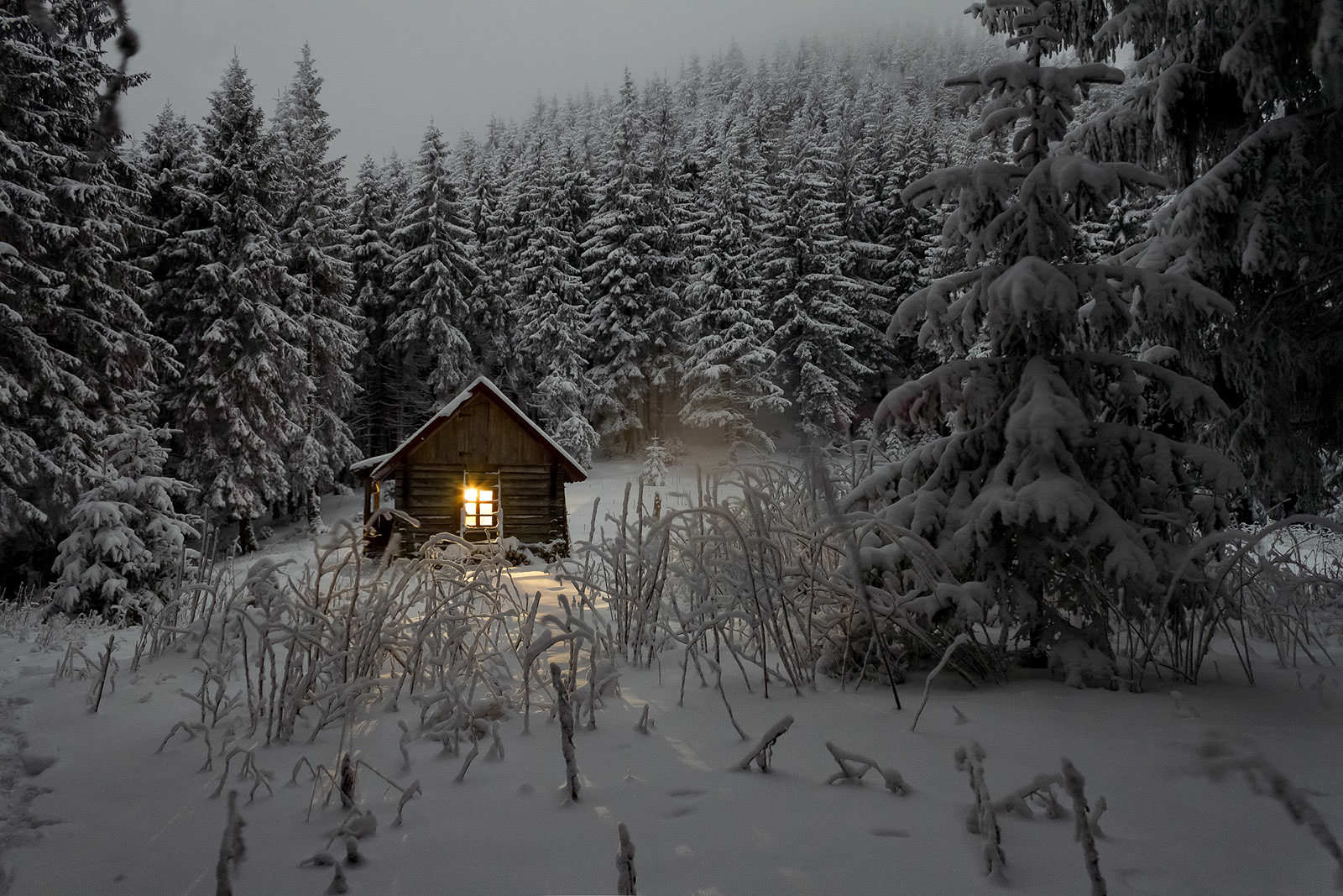 Snowy winter forest scene